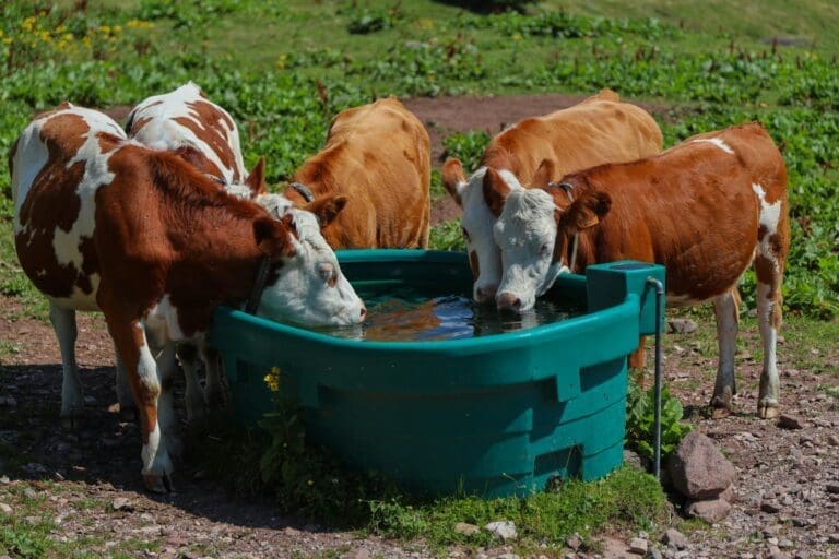 young calves drinking from a trough