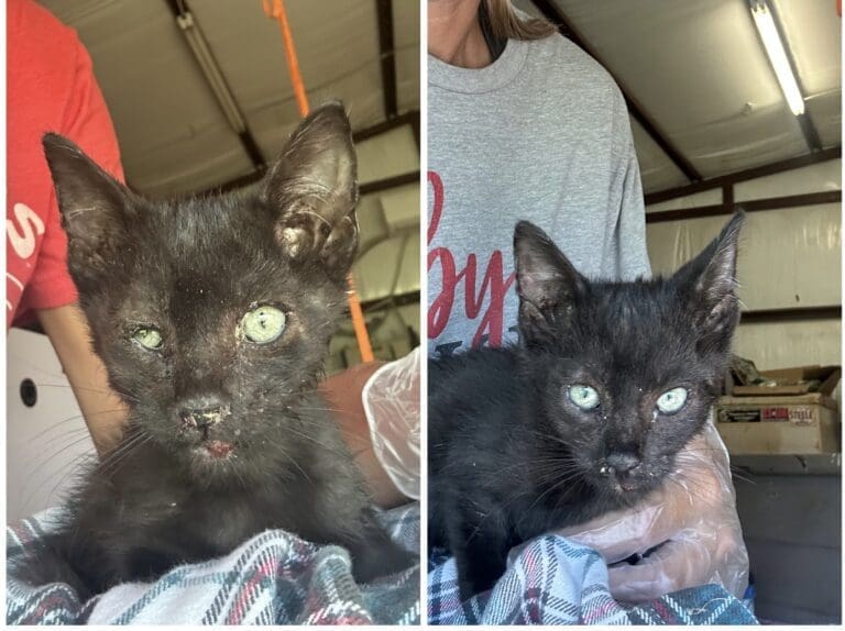 Stray Kitten